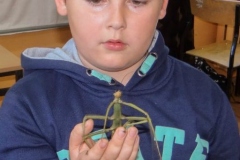 2015_Patyczaki04