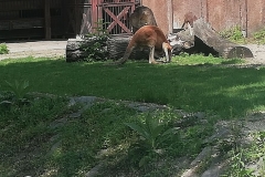 dig