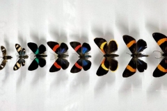 31_W